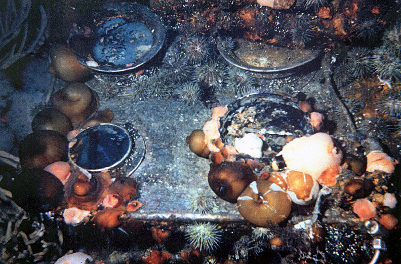 photograph of a panel of engine gauges from the shipwreck Gertrude de Costa