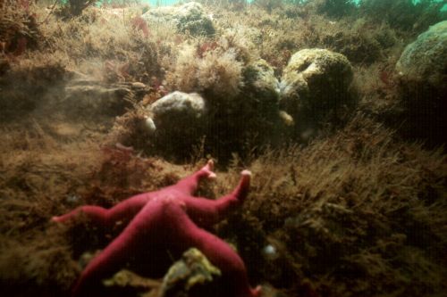 Sea Star