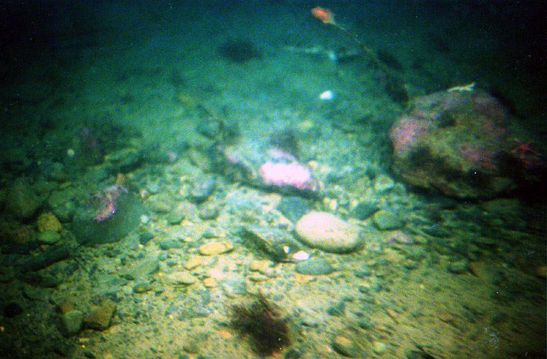 bottom photograph inside a gravel circle