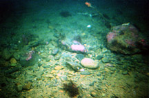 photograph inside a gravel circle