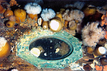 A photograph of the wooden hull of the Havana
